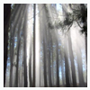 Landscapes